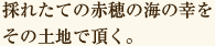 採れたての赤穂の海の幸をその土地で頂く。