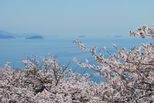 赤穂御崎の桜２