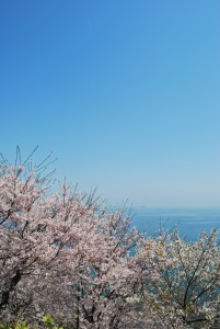 赤穂御崎の桜３