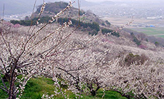 綾部山梅林