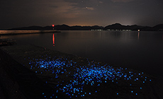 夏の海ホタルツアー