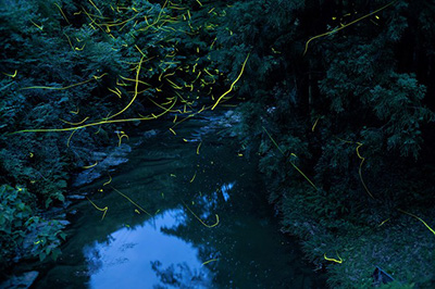 川の上をホタルが飛ぶ画像