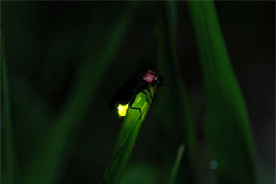 草にとまるホタルの画像