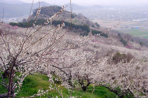 綾部山梅林