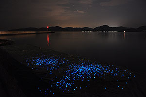 夏の海ホタルツアー