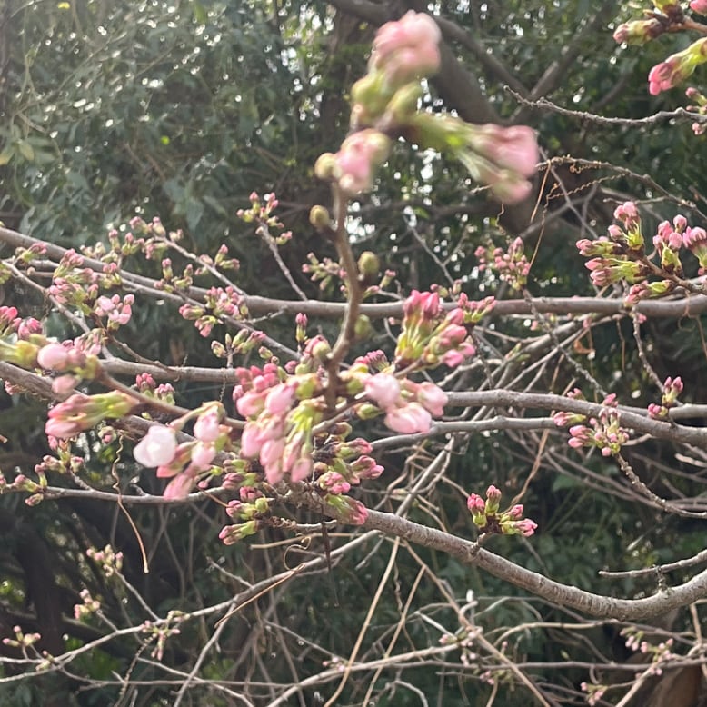 赤穂御崎の桜 今年の見ごろは？