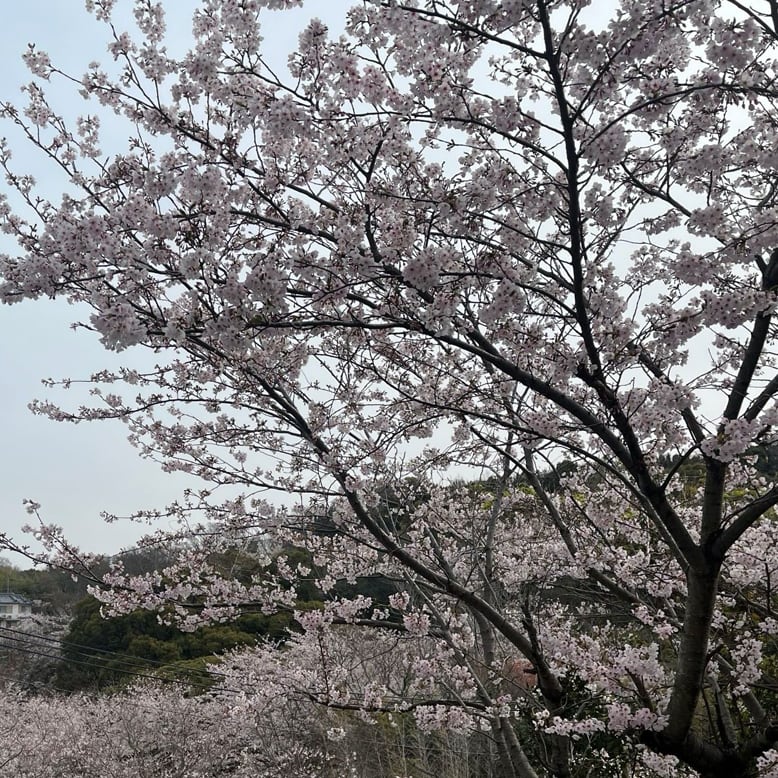 赤穂御崎の桜　まもなく満開です