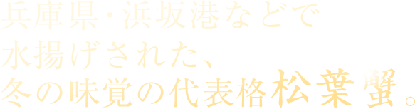 兵庫県・浜坂港などで水揚げされた、冬の味覚の代表格松葉蟹。