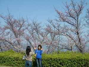 桜と一緒にはい！ポーズ