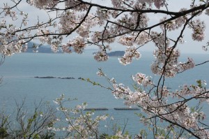 御崎桜１