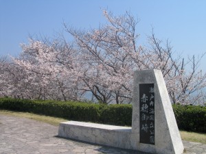御崎桜３