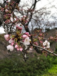 赤穂御崎桜20200330