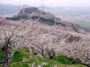 綾部山梅林