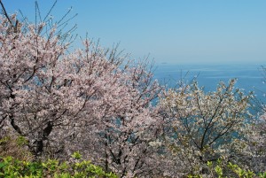 赤穂御崎の桜１
