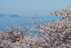 赤穂御崎の桜４