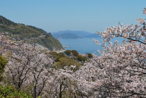 赤穂御崎の桜５