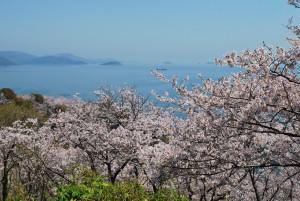 赤穂御崎の桜６