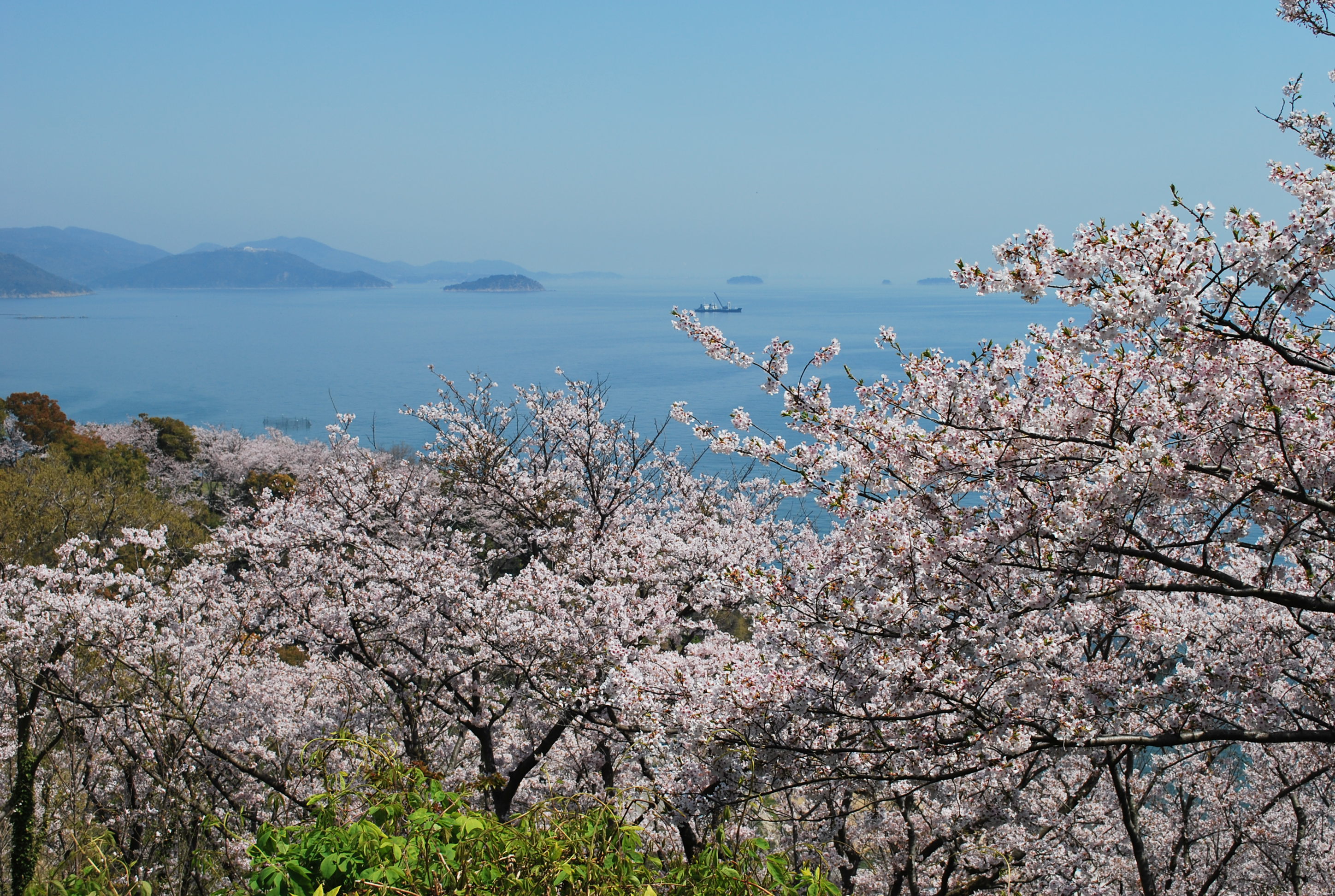 赤穂御崎の桜の開花予想日は3月29日 月 です 海に面した露天風呂の宿 赤穂温泉 銀波荘 赤穂 旅館 赤穂御崎の桜の開花予想日は3月29日 月 です 海に面した露天風呂の宿 赤穂温泉 銀波荘 赤穂 旅館